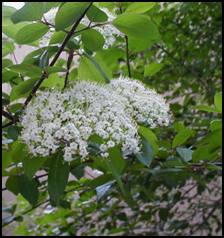 As a decoction made from the bark of the Black Haw shrub or tree as well as the roots bark, are used to treat a variety of female complaints such as menstrual cramps, morning sickness, childbirth and menopause symptoms. An infusion is said to prevent miscarriage. Black Haw relaxes the uterus.